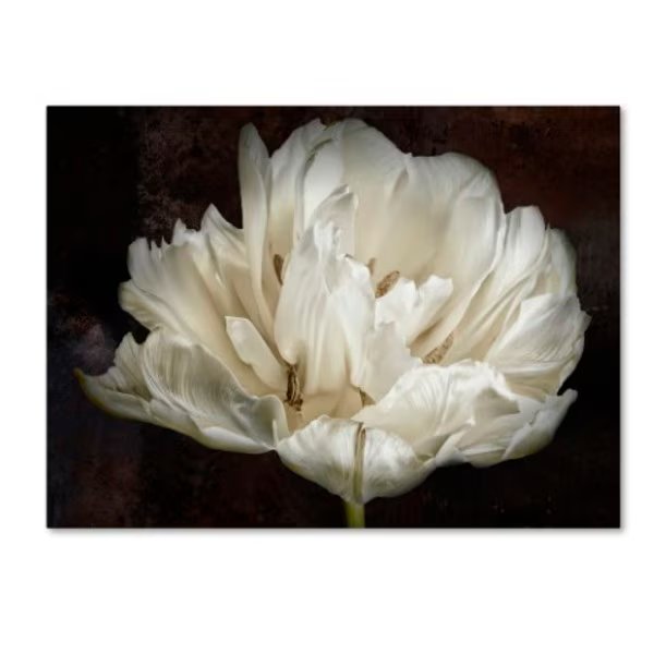 Cora Niele 'Double White Tulip' Canvas Art, 24x32, Trademark Fine Art, Mfr#: ALI1753-C2432GG